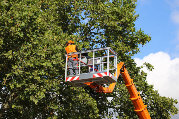 Reliable Sullivan City, TX Tree Care Services Solutions