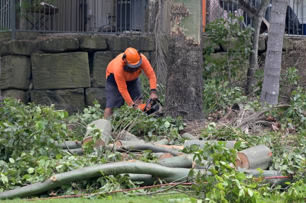 Best Commercial Tree Services  in Sullivan City, TX